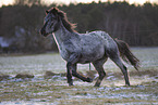 Appaloosa