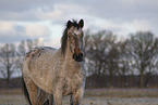 Appaloosa