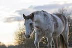 Appaloosa