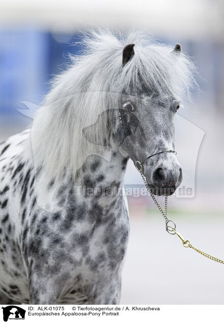 Europisches Appaloosa-Pony Portrait / ALK-01075