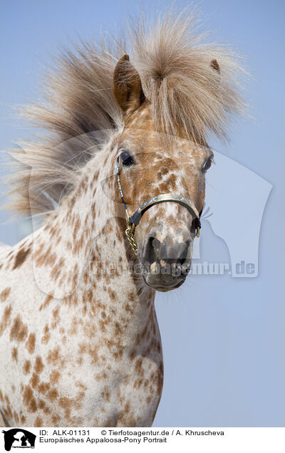 Europ�isches Appaloosa-Pony Portrait / ALK-01131
