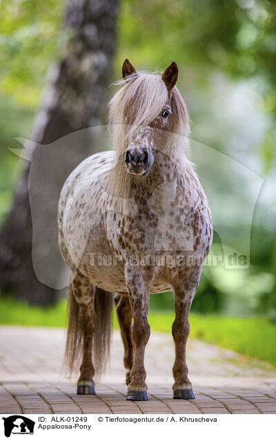 Appaloosa-Pony / ALK-01249
