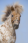 Europisches Appaloosa-Pony Portrait