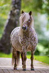 Appaloosa-Pony