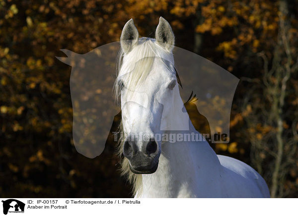 Araber im Portrait / Portrait of an Arabian Horse / IP-00157