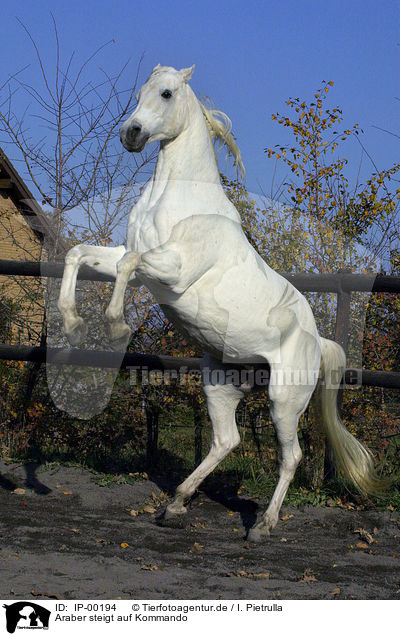 Araber steigt auf Kommando / rearing up arabian horse / IP-00194