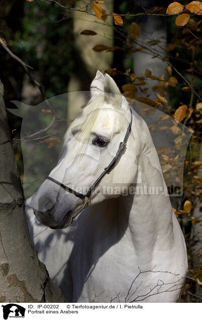 Portrait eines Arabers / portrait of an arabian horse / IP-00202