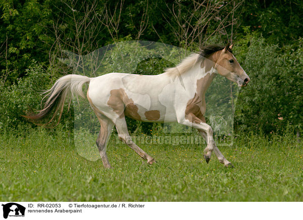 rennendes Araberpaint / running horse / RR-02053