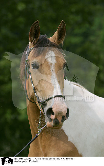 Araberpaint Portrait / horse head / RR-02056