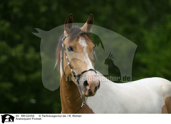 Araberpaint Portrait / horse head / RR-02058