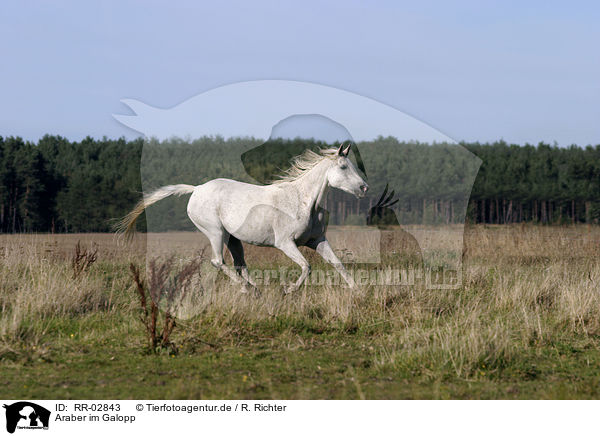 Araber im Galopp / running arabian horse / RR-02843