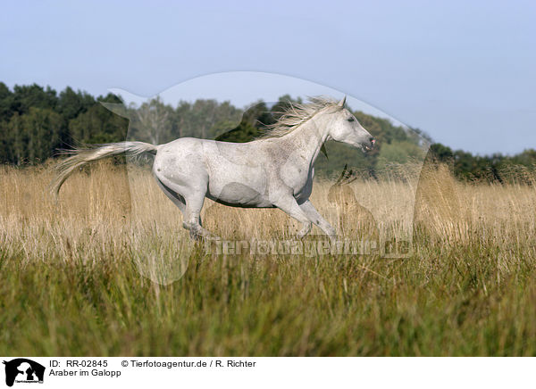 Araber im Galopp / running arabian horse / RR-02845