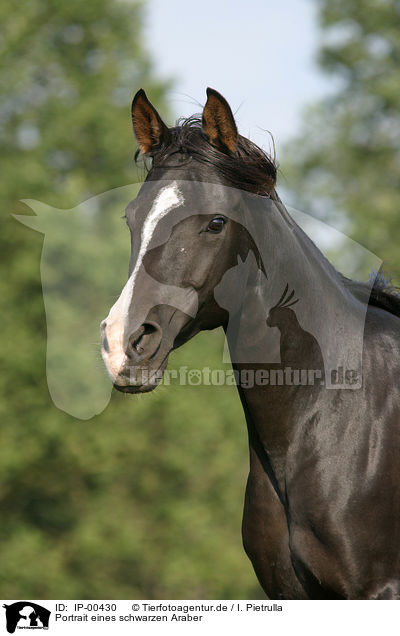 Portrait eines schwarzen Araber / portrait of black arabian / IP-00430