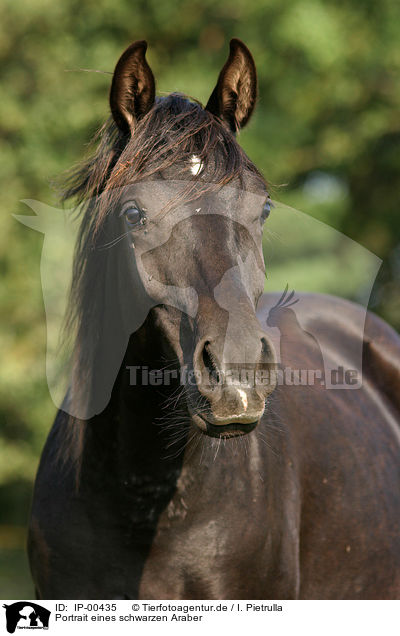 Portrait eines schwarzen Araber / portrait of black arabian / IP-00435