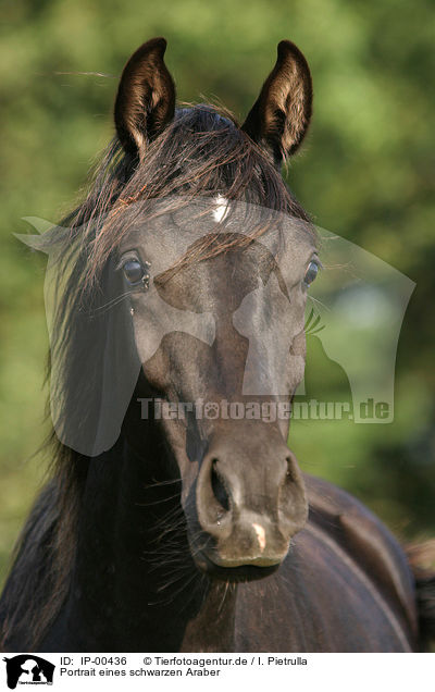 Portrait eines schwarzen Araber / IP-00436