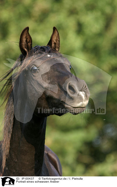 Portrait eines schwarzen Araber / portrait of black arabian / IP-00437