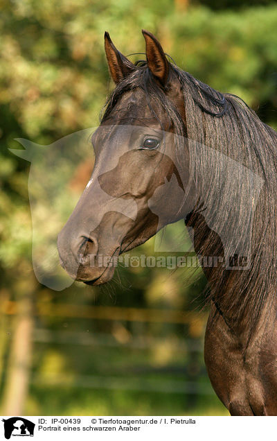 Portrait eines schwarzen Araber / portrait of black arabian / IP-00439