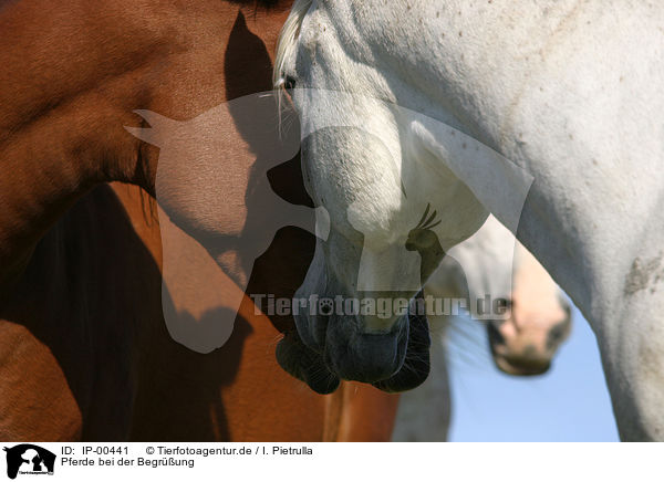 Pferde bei der Begrung / two horses / IP-00441