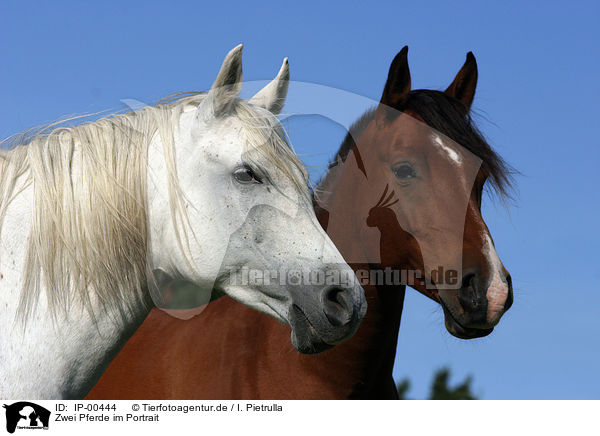 Zwei Pferde im Portrait / portrait of two horses / IP-00444