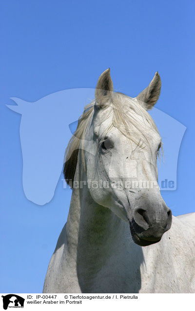 weier Araber im Portrait / portrait of a white arabian horse / IP-00447