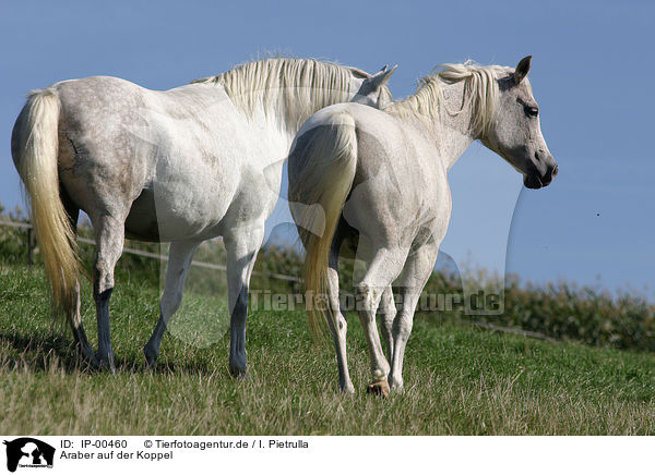 Araber auf der Koppel / arabian horses / IP-00460