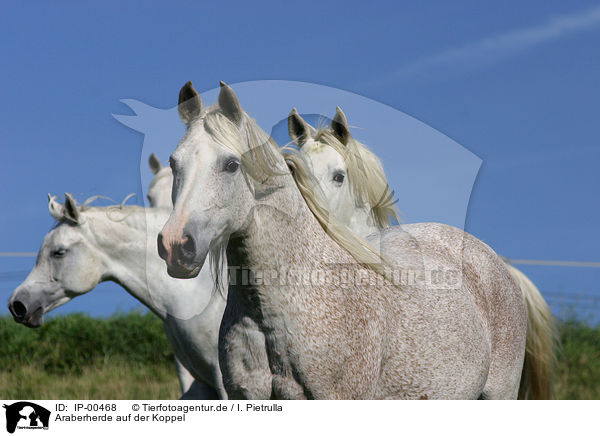 Araberherde auf der Koppel / arabian herd / IP-00468