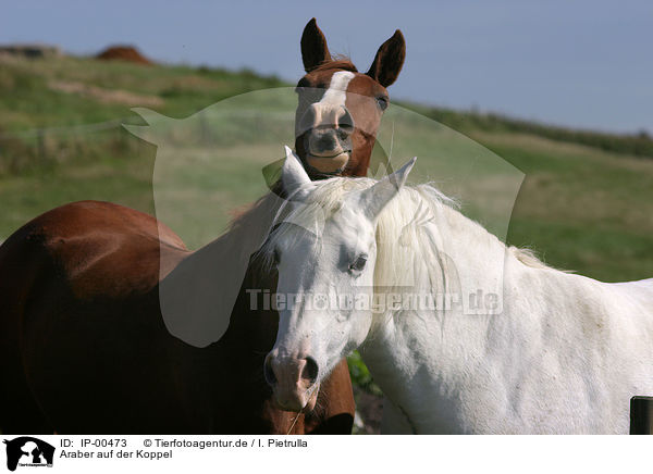 Araber auf der Koppel / arabian horses / IP-00473