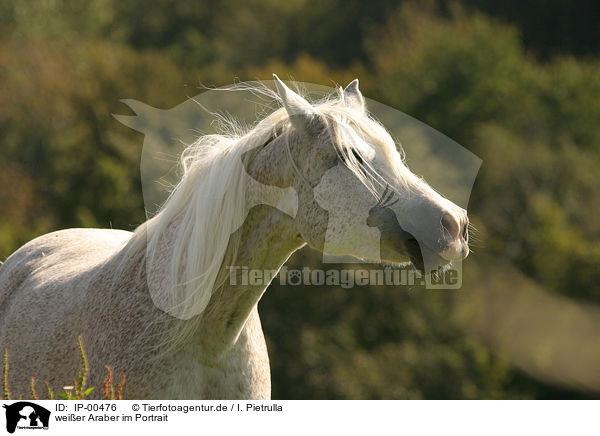 weier Araber im Portrait / white arabian horse / IP-00476
