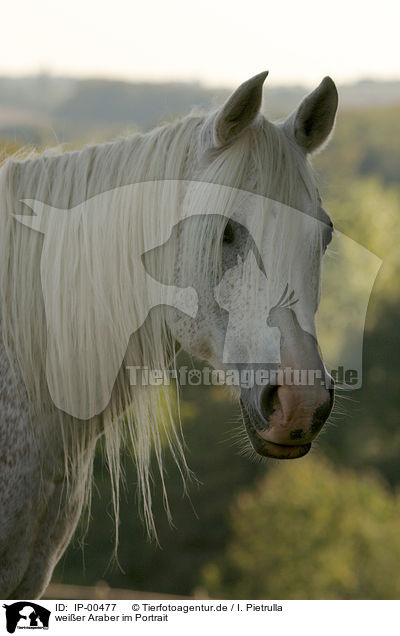 weier Araber im Portrait / white arabian horse / IP-00477