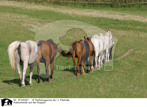 Araberherde auf der Koppel / arabian herd / IP-00481
