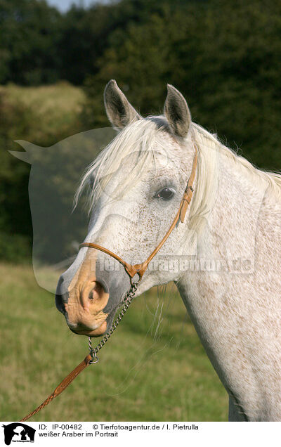 weier Araber im Portrait / white arabian horse / IP-00482