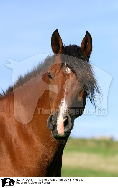 brauner Araber im Portrait / brown arabian horse / IP-00484