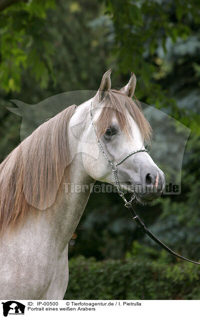 Portrait eines weien Arabers / white arabian horse / IP-00500