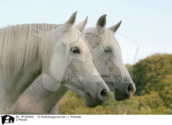 2 Pferde / two horses / IP-00506