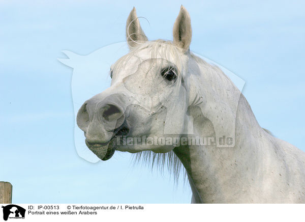 Portrait eines weien Arabers / white arabian horse / IP-00513