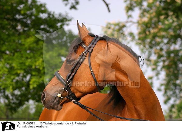 Portrait eines Arabers / brown arabian horse / IP-00571