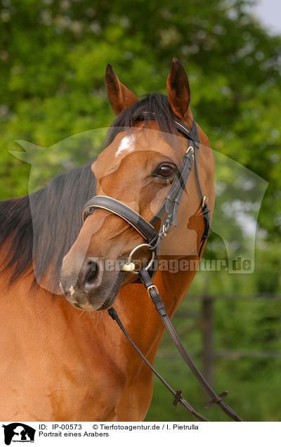 Portrait eines Arabers / brown arabian horse / IP-00573