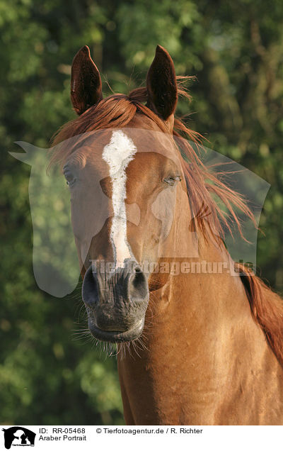 Araber Portrait / arabian horse / RR-05468