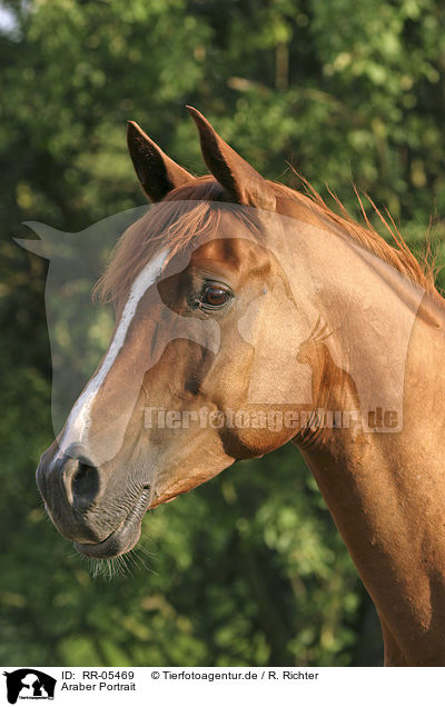 Araber Portrait / arabian horse / RR-05469