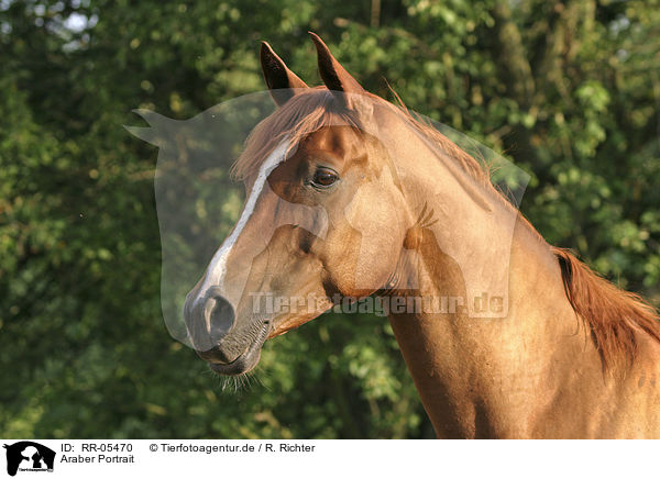 Araber Portrait / arabian horse / RR-05470