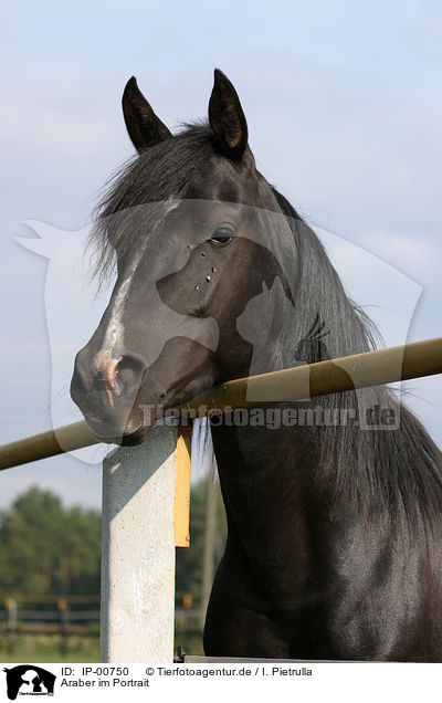 Araber im Portrait / arabian horse / IP-00750