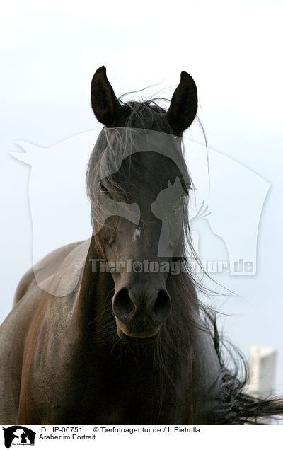 Araber im Portrait / arabian horse / IP-00751