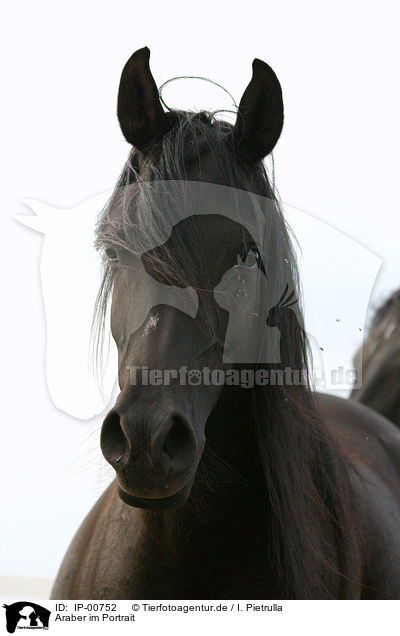 Araber im Portrait / arabian horse / IP-00752
