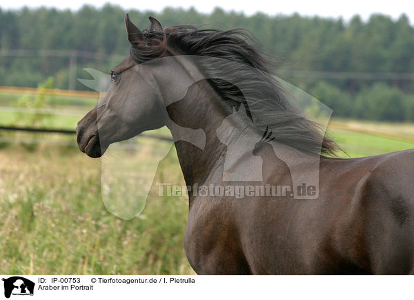 Araber im Portrait / arabian horse / IP-00753