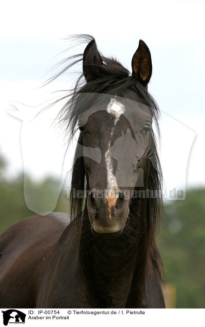 Araber im Portrait / arabian horse / IP-00754