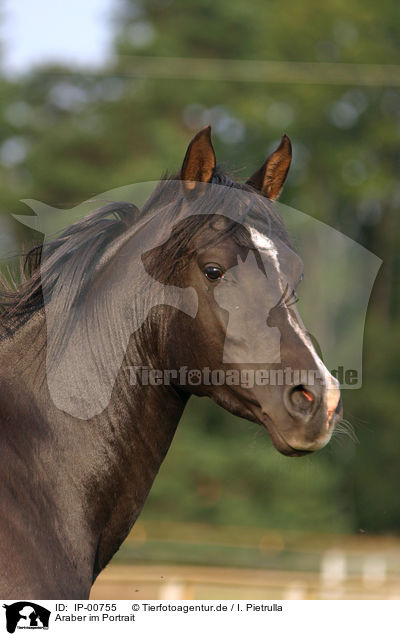 Araber im Portrait / arabian horse / IP-00755