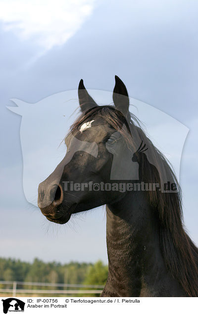 Araber im Portrait / arabian horse / IP-00756