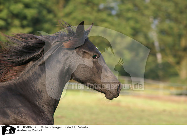 Araber im Portrait / arabian horse / IP-00757