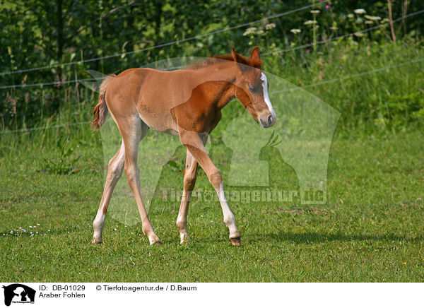 Araber Fohlen / arabian horse foal / DB-01029
