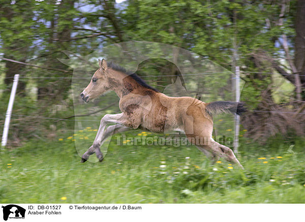 Araber Fohlen / arabian horse foal / DB-01527